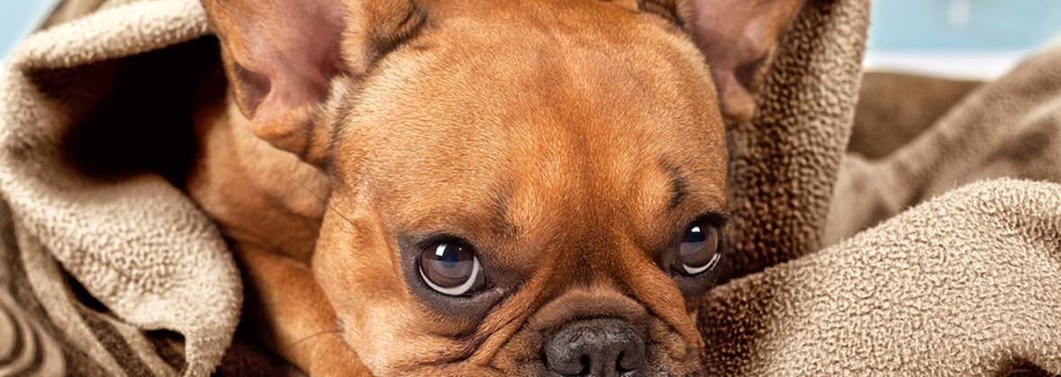 Ekovet Przychodnia Weterynaryjna