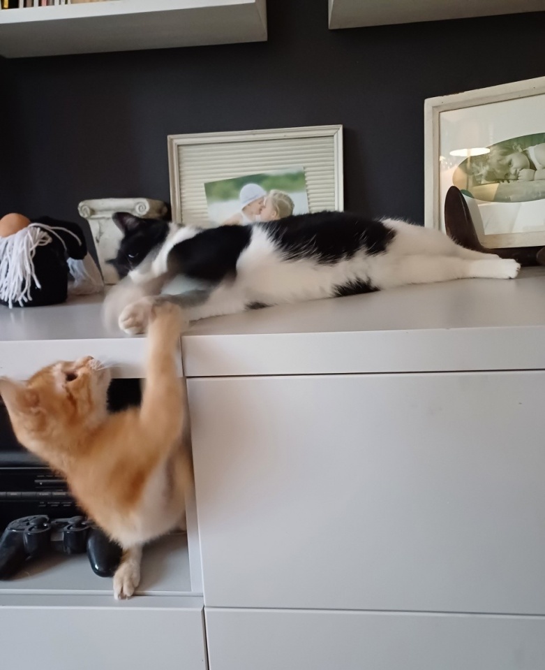 pensjonat dla kotów