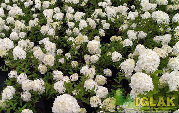 hortensje, Iglak Szkółka Drzew i Krzewów Ozdobnych, Osuchów