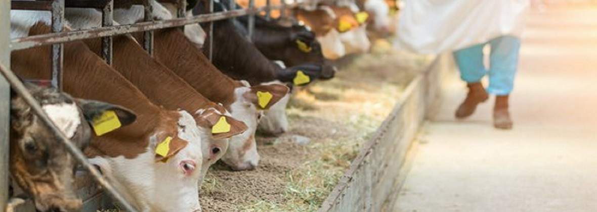 Alta Anna Ryłko-Potęga