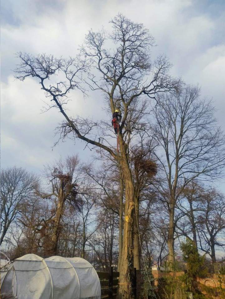 wycinka drzew, przycinanie gałęzi wysokich drzew, Stanisław Mazur Alpinistyczna Wycinka Drzew, Chłopice