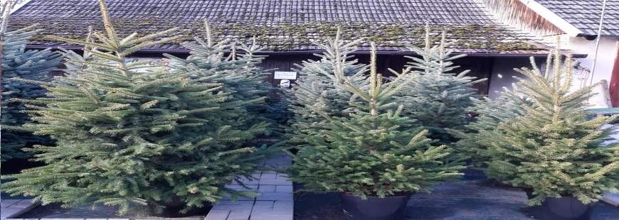 Gospodarstwo Ogrodniczo - Szkółkarskie Przęczek