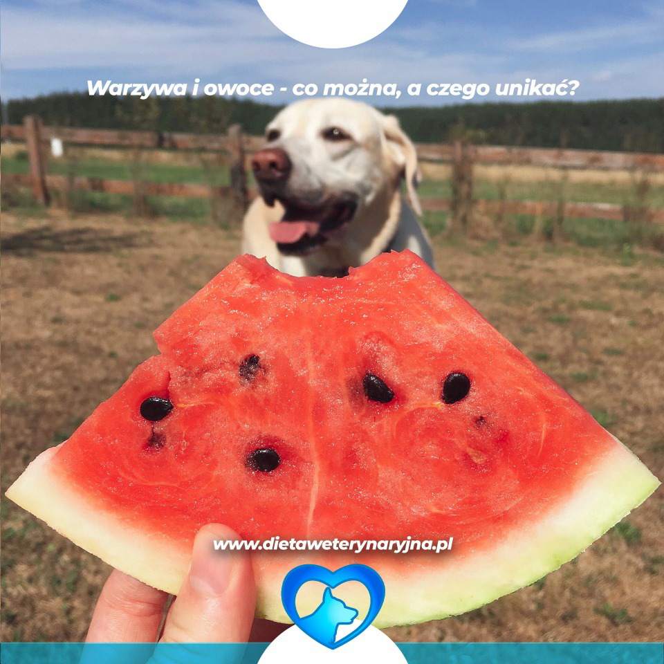 dieta dla psów, dieta dla kotów, konsultacje żywieniowe dla psa