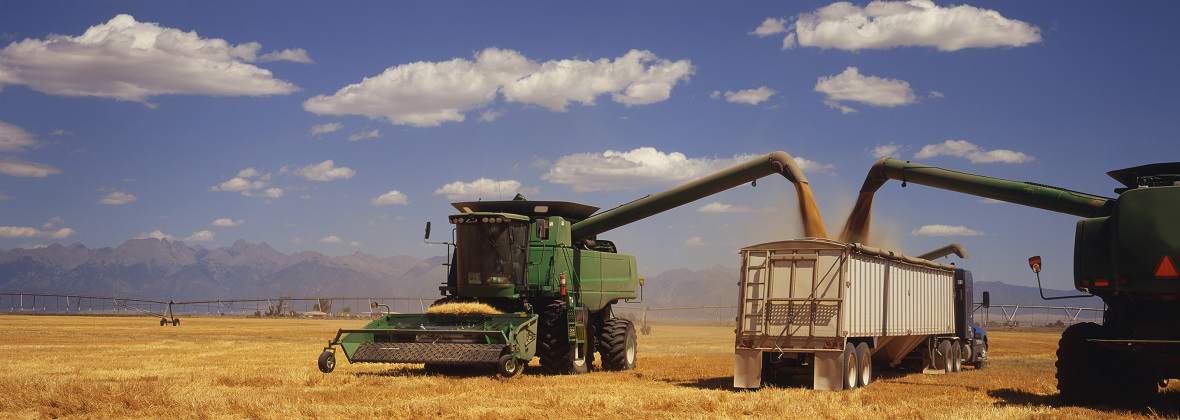 Usługi Rolnicze - Skup Zbóż - Koszenie Kukurydzy Aleksander Dybiec