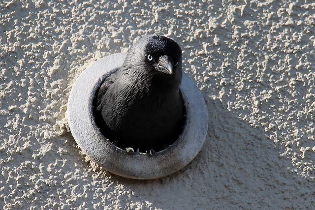 opinia przyrodnicza,