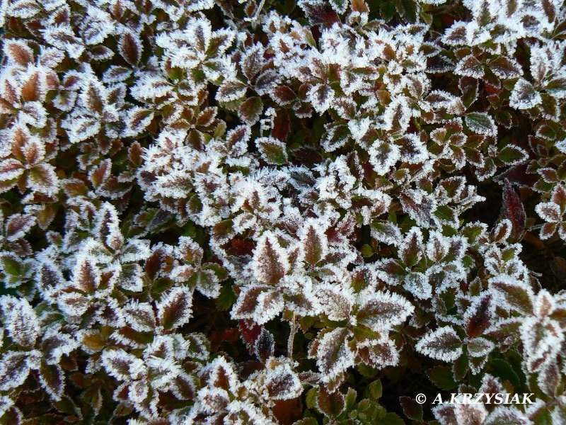 szkółka drzew, drzewa i krzewy ozdobne, krzewy iglaste, krzewy liściaste