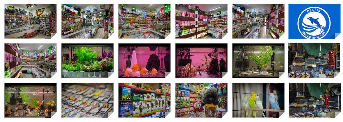 Delfin Weronika Szulc