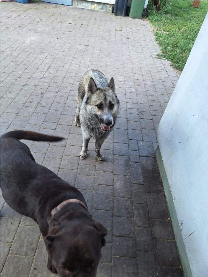 Hotele dla zwierząt