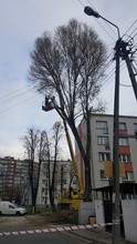 wycinka drzew