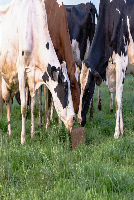 sprzedaż minerałów dla zwierząt