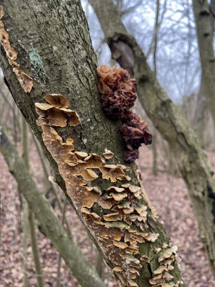 zajęcia edukacyjne w lesie