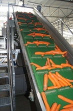 producent marchwi