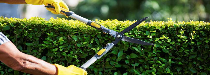 Elflora Paweł Pętlicki