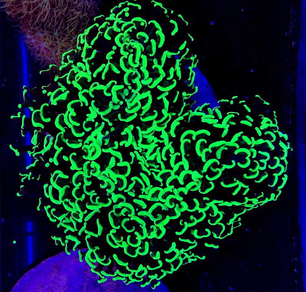 zakładanie akwariów morskich