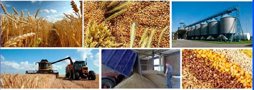 Dariusz Błoński FUH Skup i sprzedaż zbóż