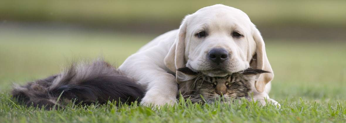 Mariusz Majewski Gabinet weterynaryjny