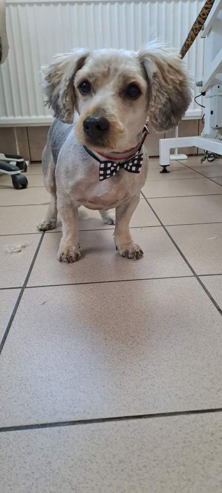 Przychodnia Weterynaryjna