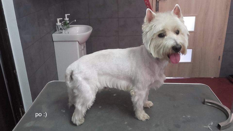 weterynaryjne lecznice, gabinety weterynaryjne, weterynaryjne gabinety, pogotowie weterynaryjne