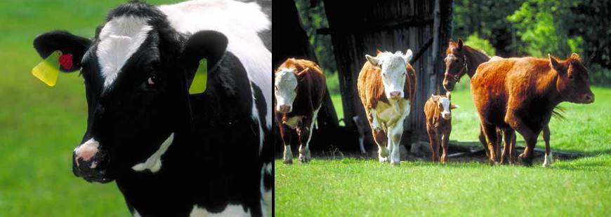 Domino Michał Szakowski