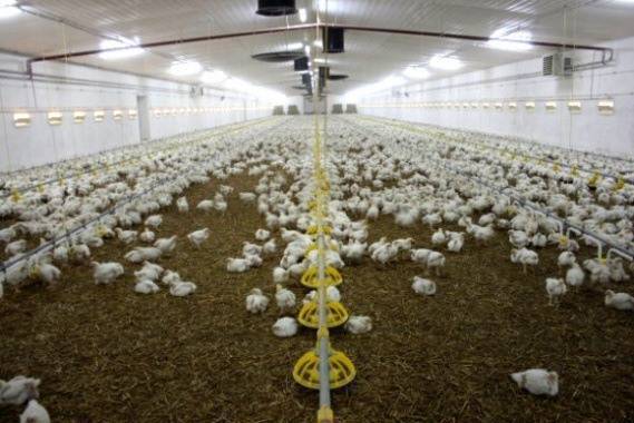 kompleksowa obsługa ferm