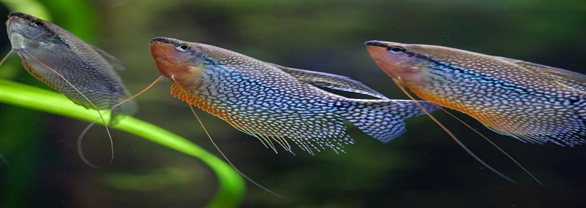 KING ZOO sklep ze zwierzętami