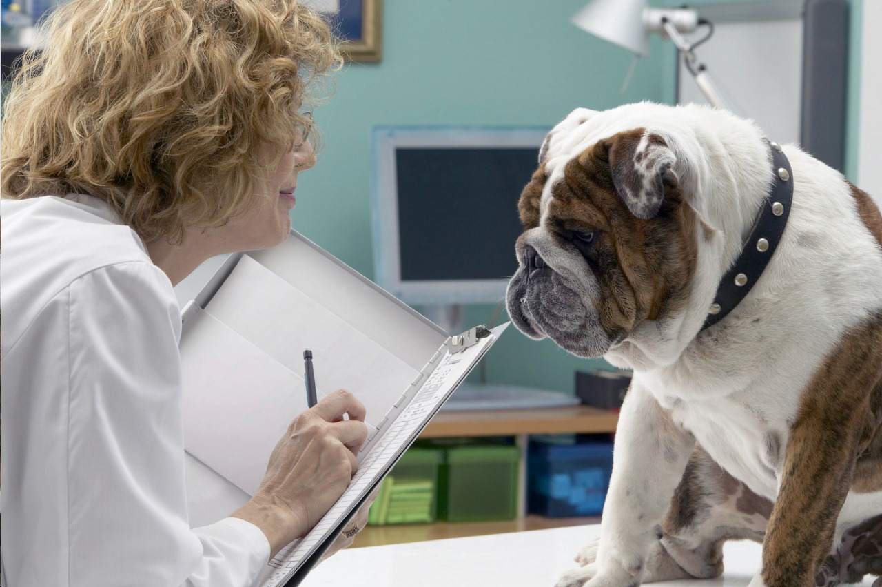 przychodnia weterynaryjna