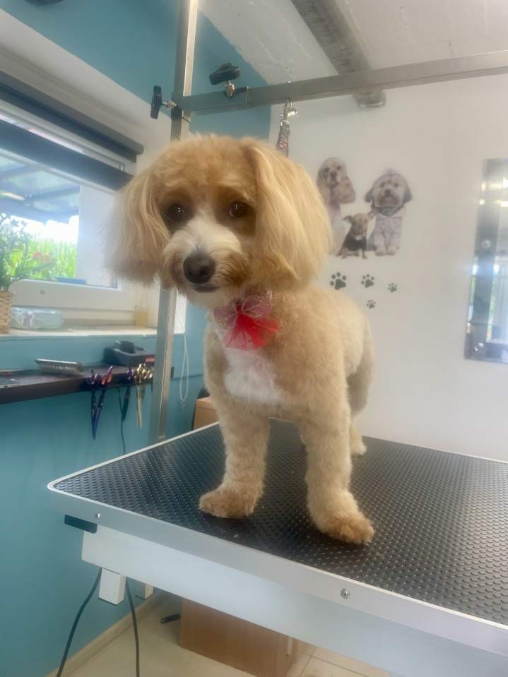 pielęgnacja skóry psa