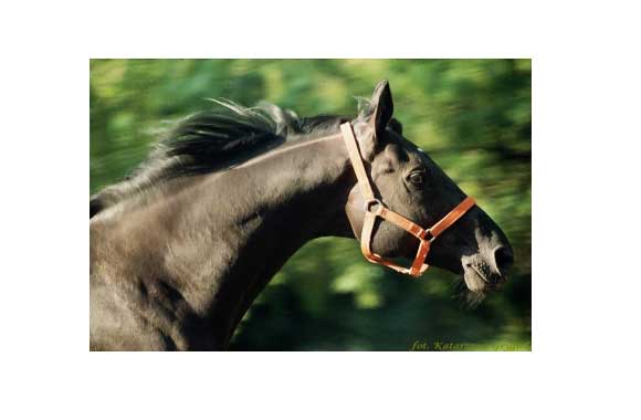pensjonaty dla koni