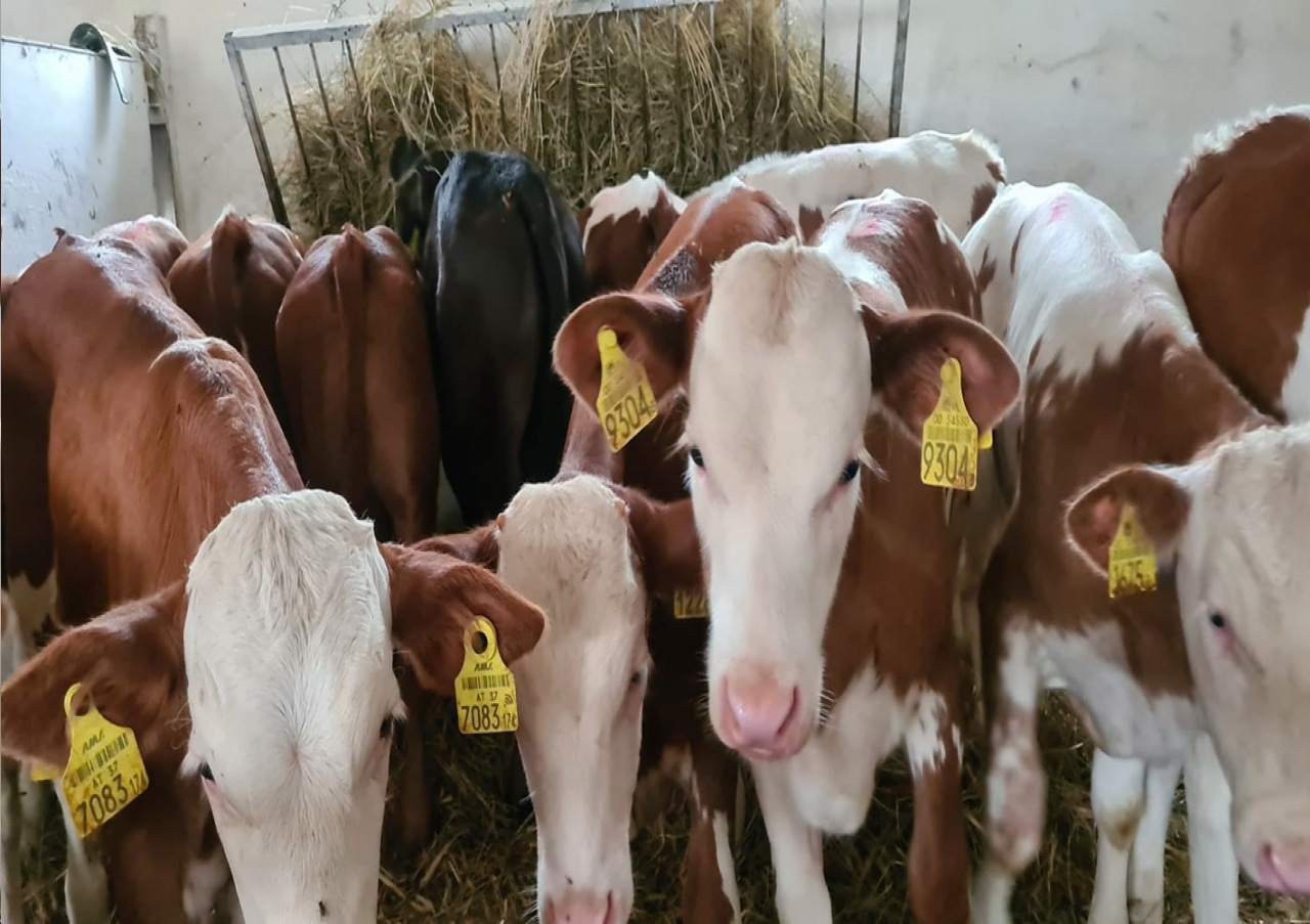 młode bydło opasowe skup