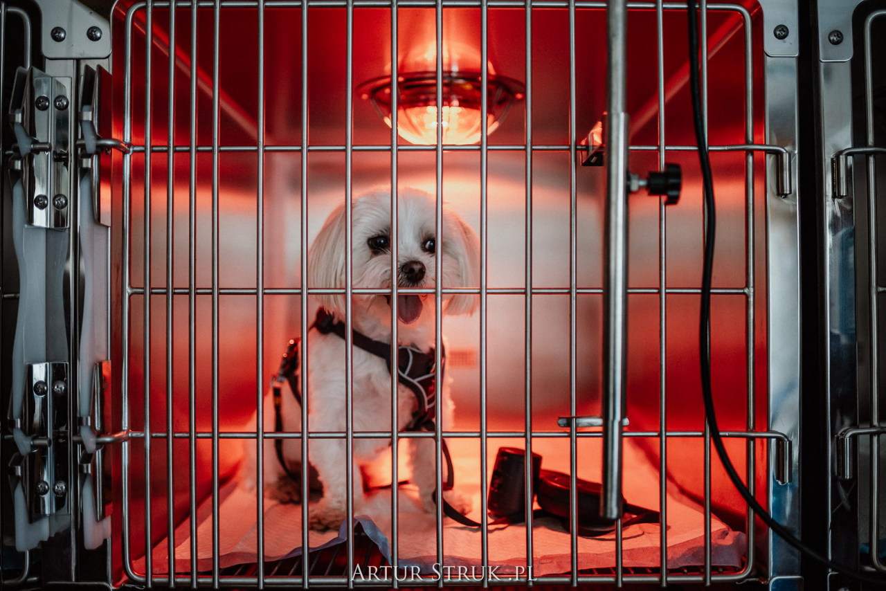 gabinet weterynaryjny, przychodnia weterynaryjna, weterynarz