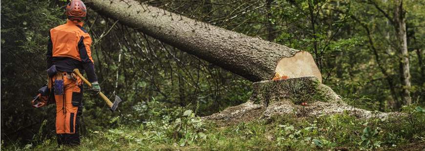 Bogusław Kopacki Usługi Leśne