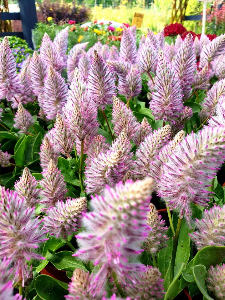 ptilotus