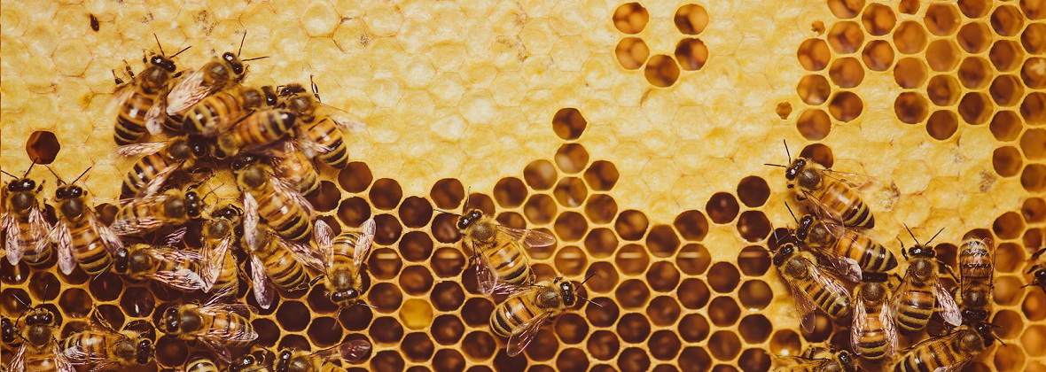 Apiterapia Gabriel Bernaś