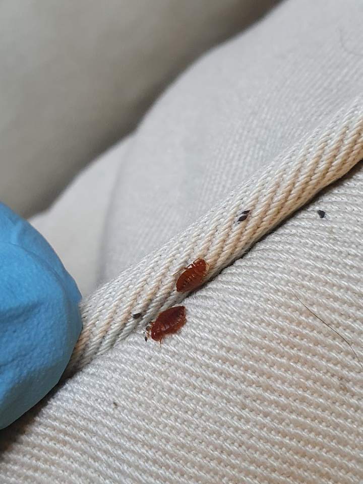 deratyzacja, dezynfekcja