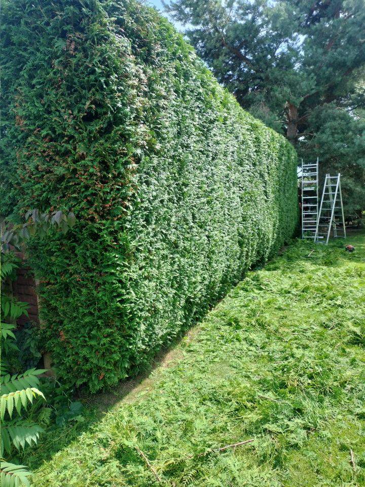 czyszczenie działek