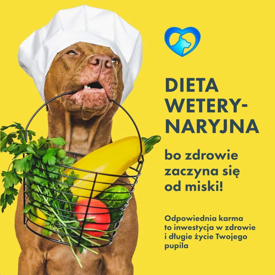 dieta dla psów, dieta dla kotów, konsultacje żywieniowe dla psa lub kota