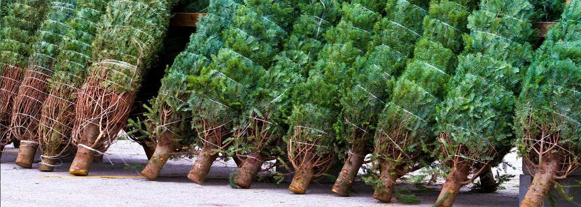 Łukasz Witosz "Lukas"