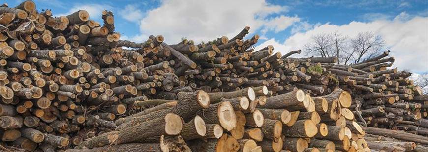 Sławomir Krzysztofiak Skład drewna