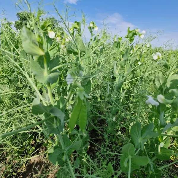 Artur Barczak Gospodarstwo rolne