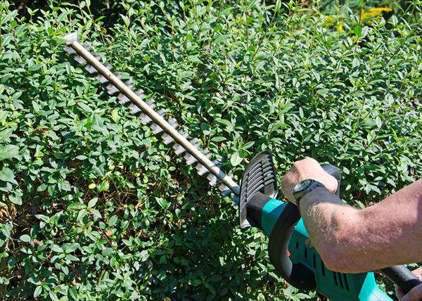 przycinanie żywopłotów