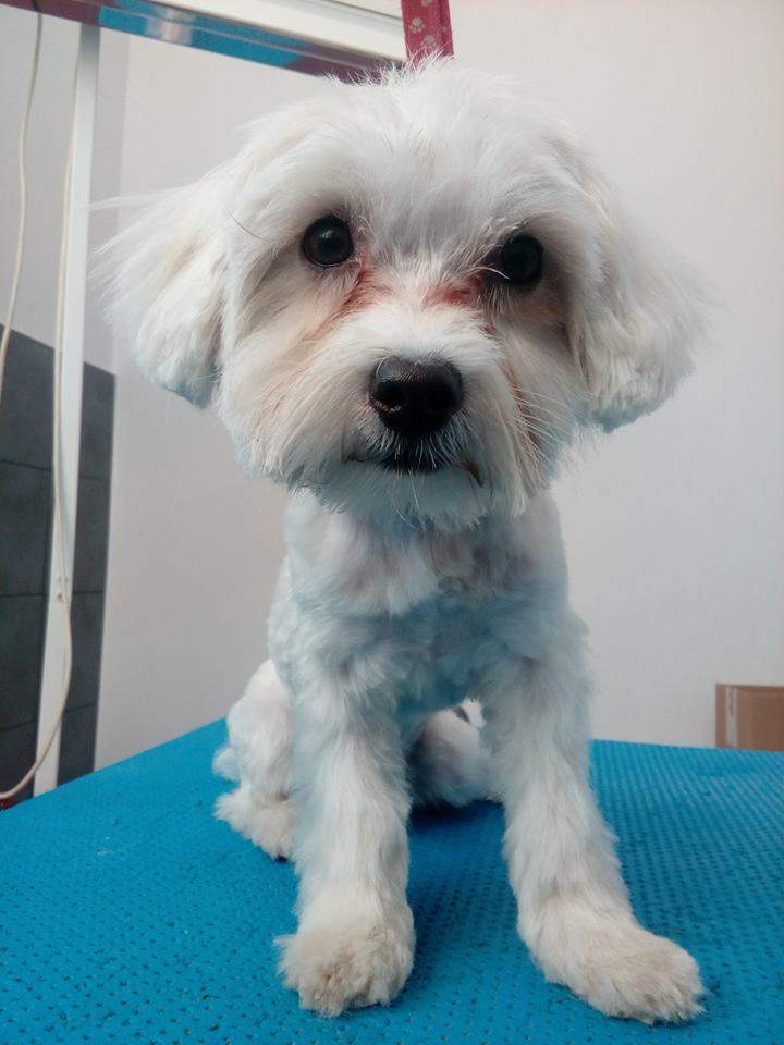 weterynaryjne lecznice, gabinety weterynaryjne, weterynaryjne gabinety, pogotowie weterynaryjne