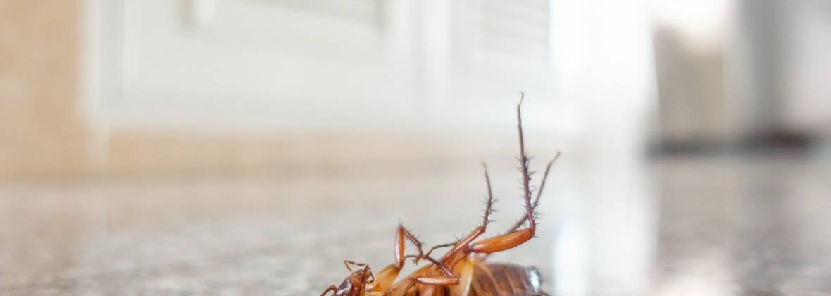 Insekt-Serwis Mateusz Wiśniewski