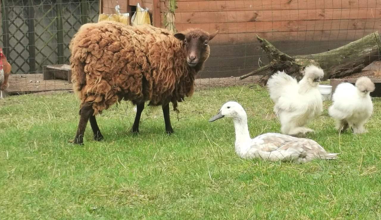 Domki nad Jeziorem Ośrodek Wypoczynkowy Jeleń