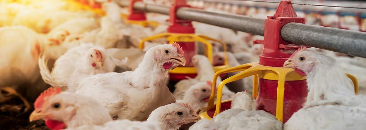 Total Farm Józef Szymczak