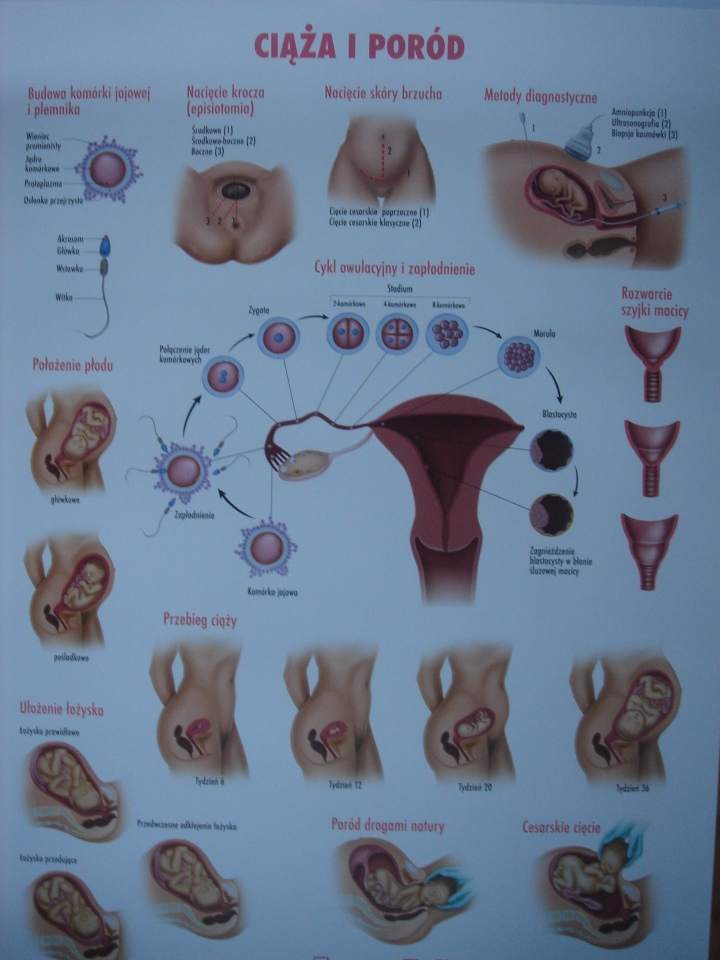 ciąża i porów