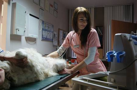 klinika weterynaryjna