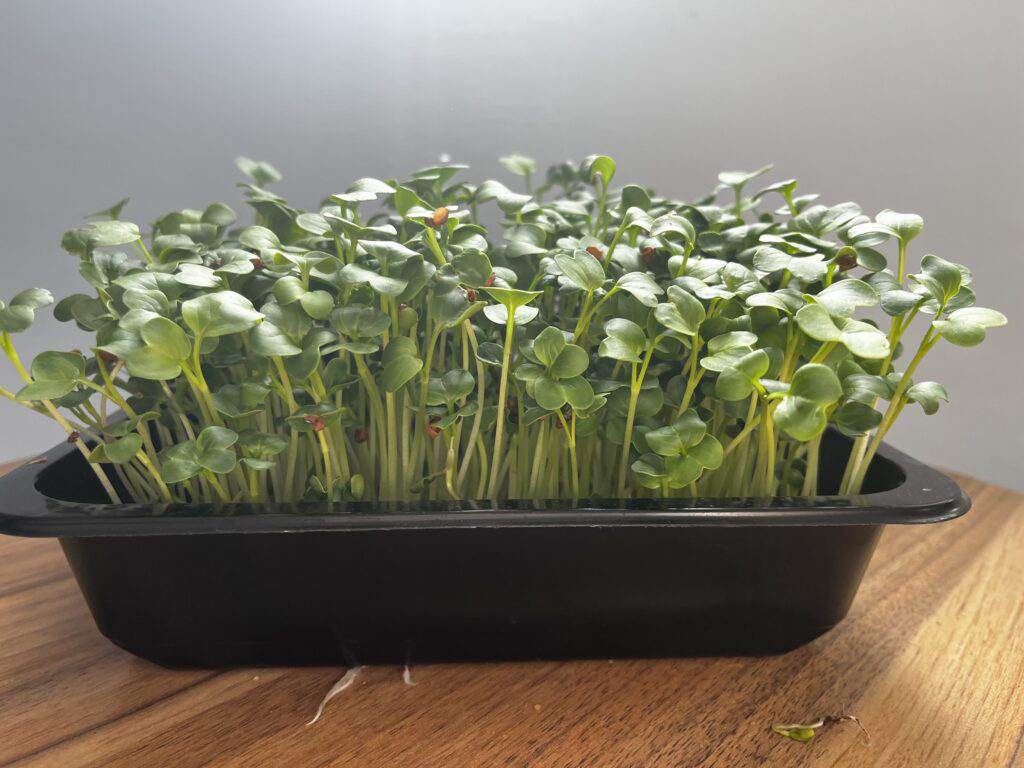 mikroliście rzodkiewki