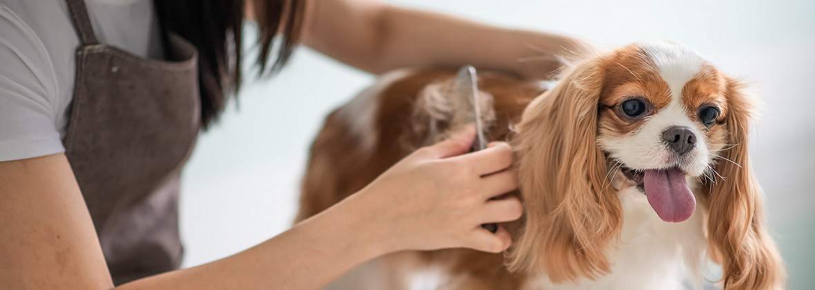 Kasia Salon Strzyżenia Psów