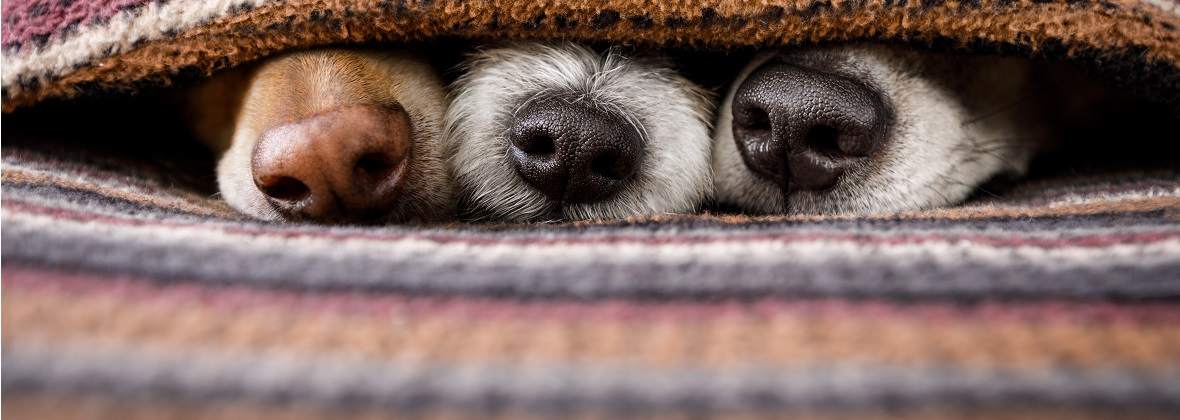 Hotel Dla Zwierząt Ranczo U Lorda Magdalena Kopik