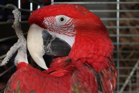 zabawki dla zwierząt